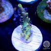 world wide corals after party, WWC afterparty sps acropora coral, acro