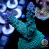 Sps acropora coral, Blue and green acro