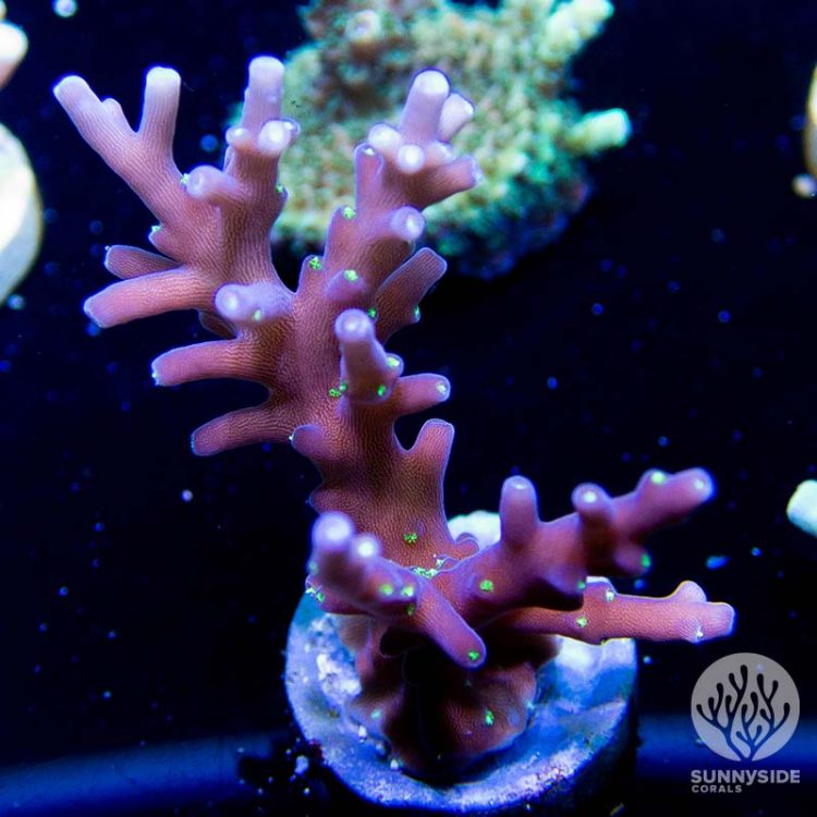 SSC Black lighting Acropora coral, SPS acro coral