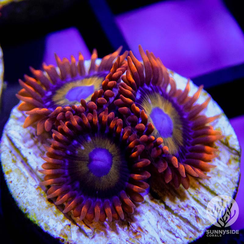Zoanthids For Sale - Sunnyside Corals - Softies Coral