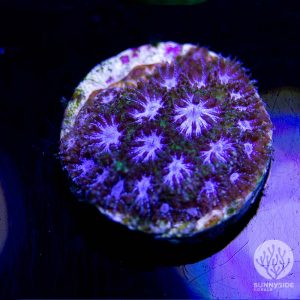 Blue Steel Leptastria LPS Coral