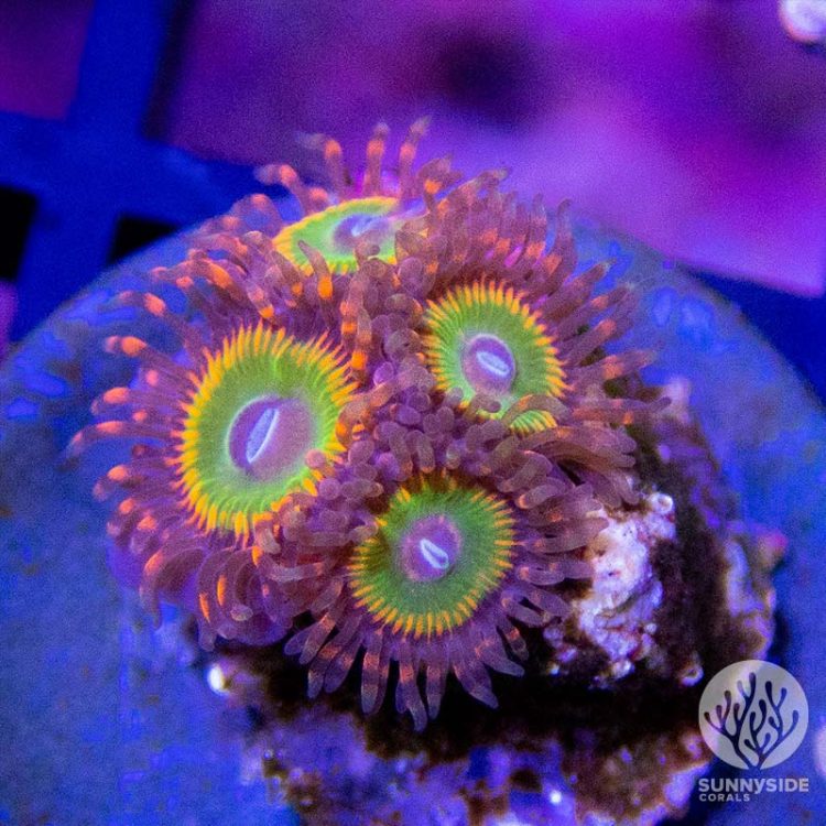 Bowsers Zoanthid