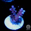 ARC Fireworks Acropora Coral, SPS Acro Coral