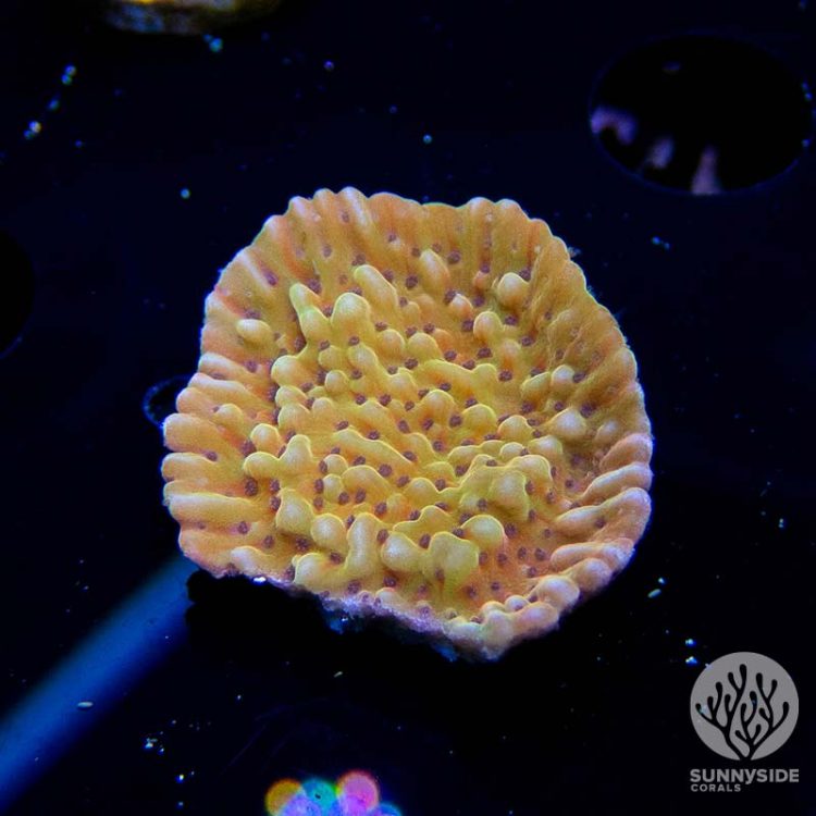 CB Flaming Phoenix Montipora SPS Coral