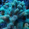 beginner coral - Green Birdsnest Colony