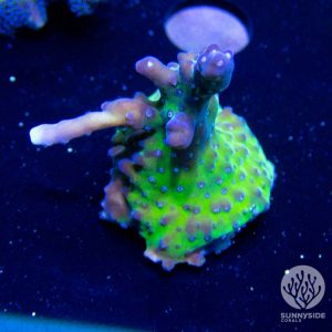 Keeperz spaghetti acropora sps coral