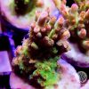 Matt V Sangria sps coral