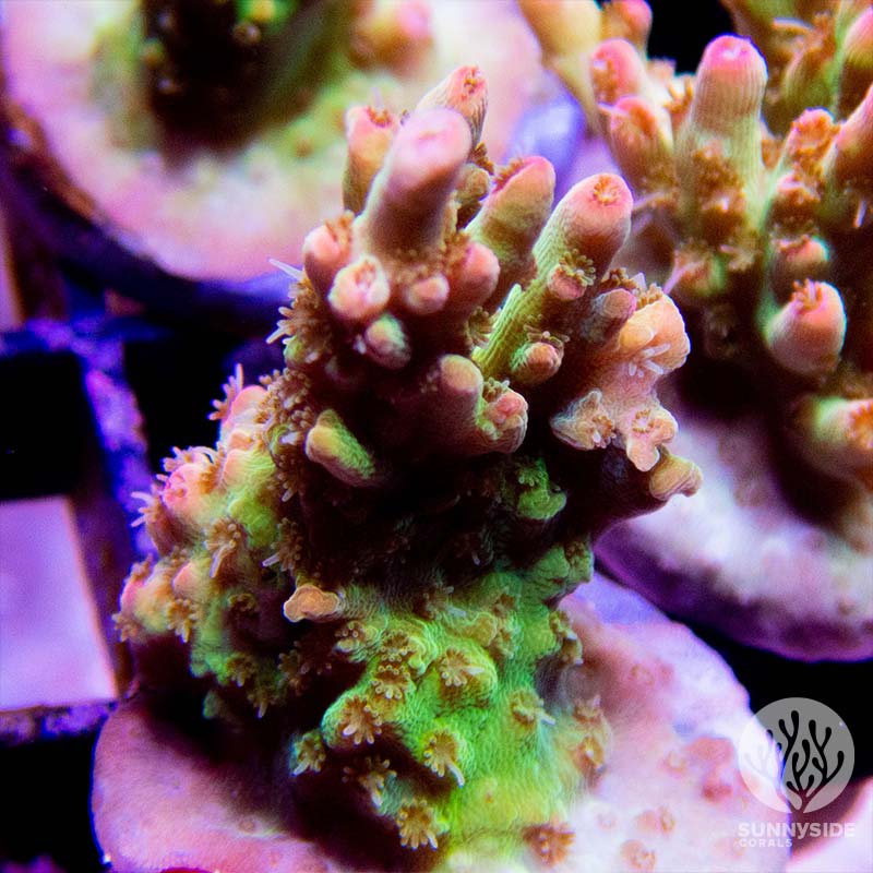 matt-v-sangria – Sunnyside Corals