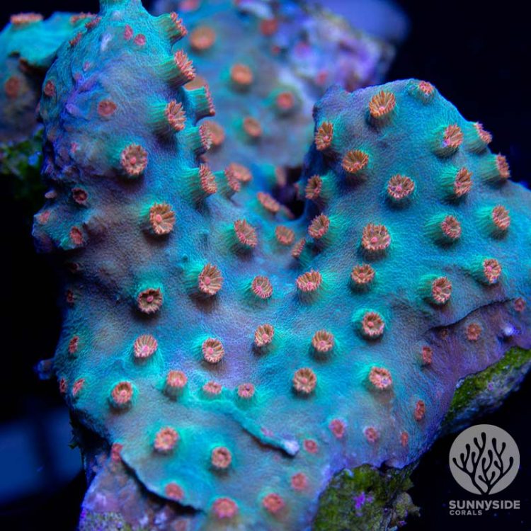 Meteor Shower coral