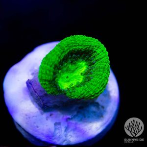 Micro Ninja Turtle Coral