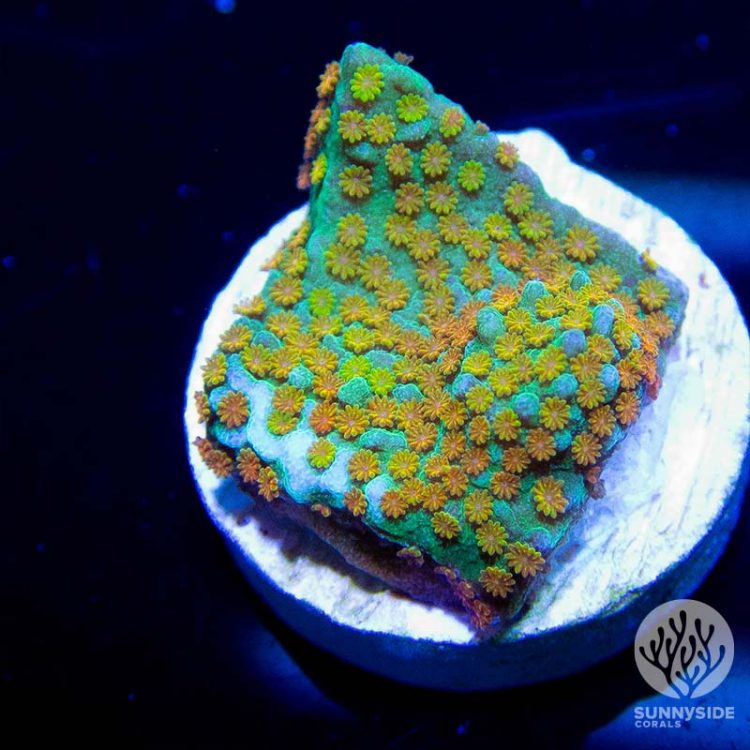Rainbow Montipora coral