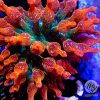 Soft coral - Rainbow Sunburst Bubble Tip Anemone