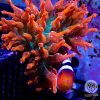 Rainbow Sunburst Anemone Coral