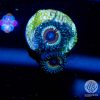 Sonic Flare Zoanthid Coral, Zoas