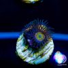 Sunny D Zoanthid Coral, Zoas