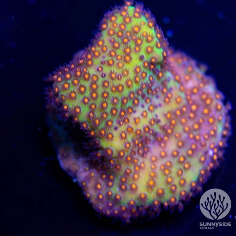 JF Sunset Stylocoeniella sps coral