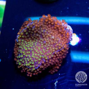 Superman Montipora coral