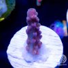 SSC Sweet Pea Coral Picture, SPS Coral