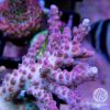 SSC Sweet Pea Coral Colony picture