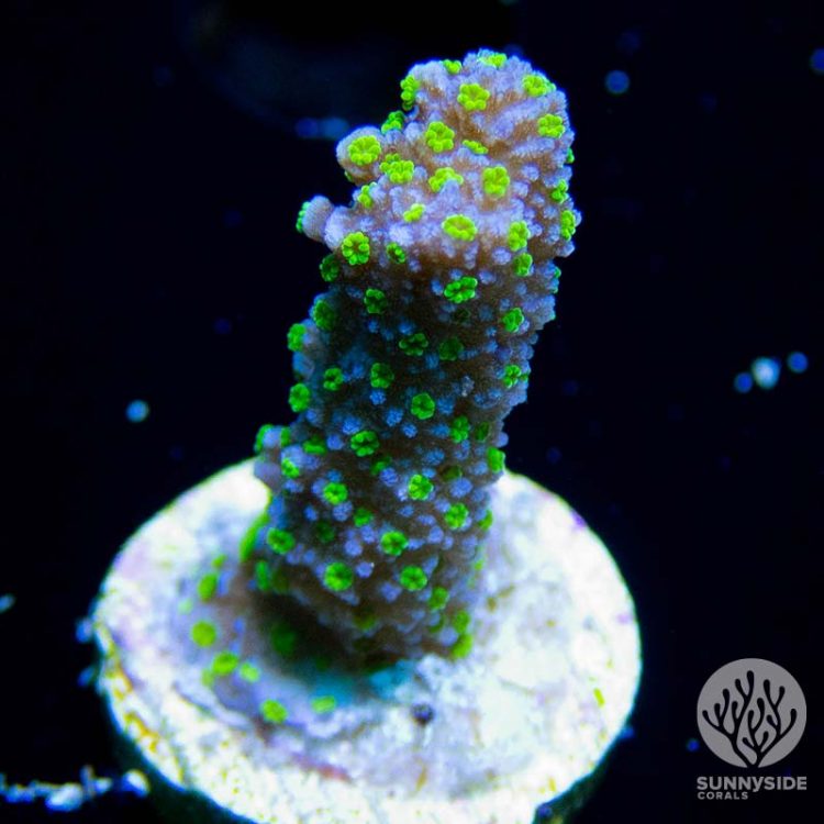 Tubbs stellata Digitata sps coral