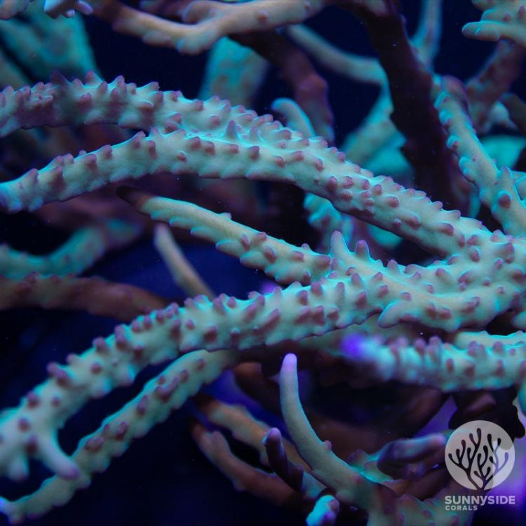 elegans acropora sps coral