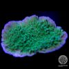 Leng Sy cap Morntipora coral
