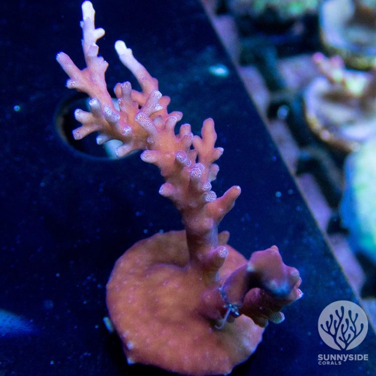 Red Dragon sps coral