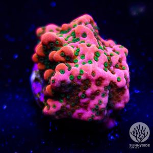 WWC Cherry Tree Montipora - Cut To Order