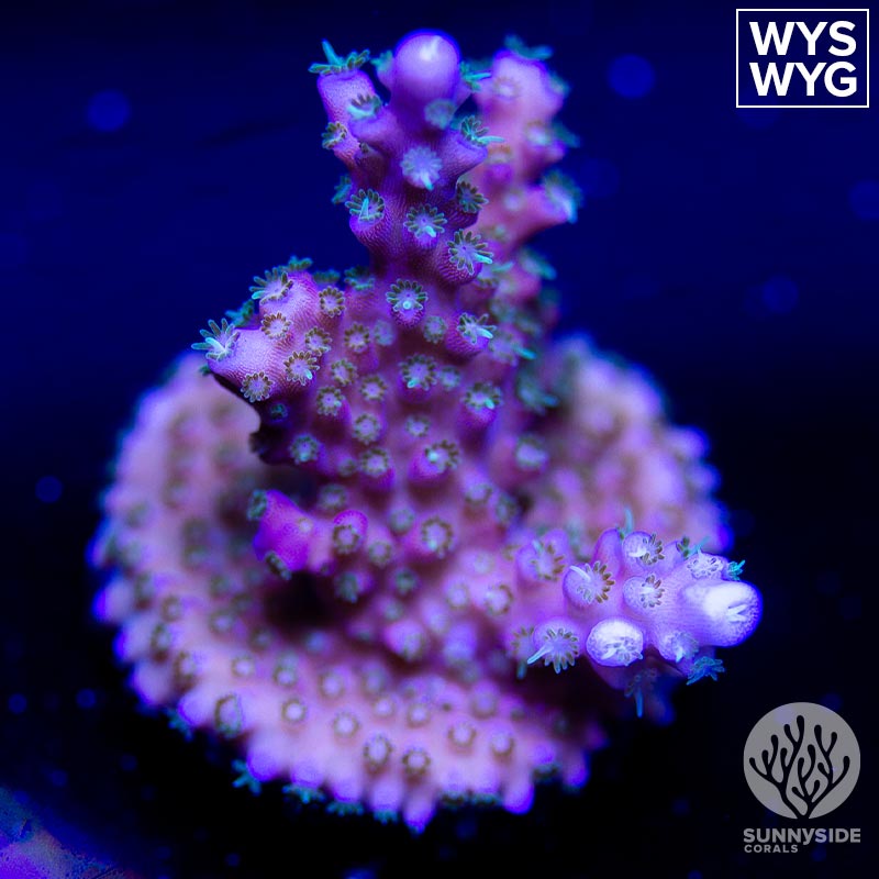 arc-fireworks – Sunnyside Corals