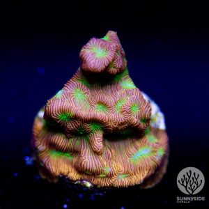 JF Lethal Lepto coral