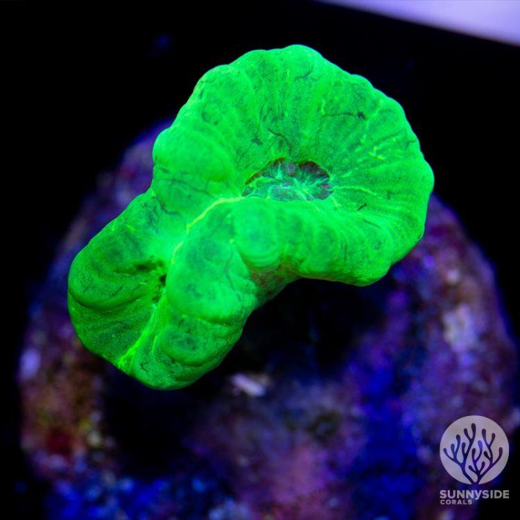 Kryptonite Candy Cane Coral