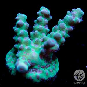 Mint Sarmentosa Coral