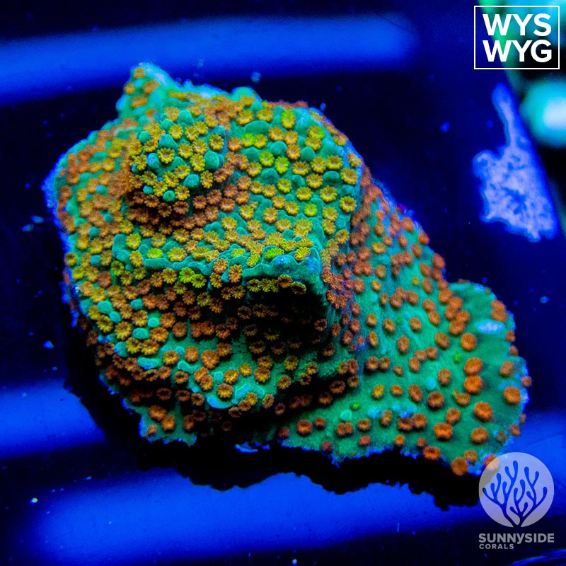 Rainbow-Montipora – Sunnyside Corals