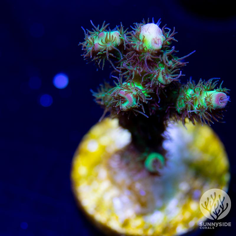 TGC-Starfire-acro – Sunnyside Corals