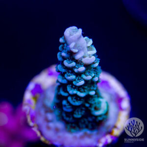 SSC Tidal Wave - Cut To Order