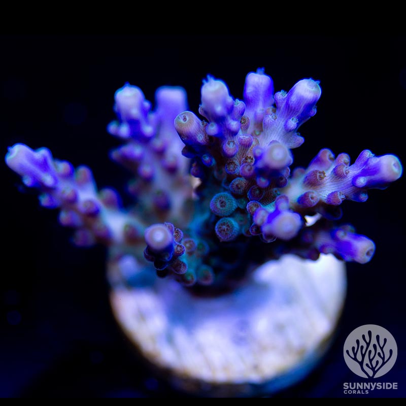 Vivid Tricolor Acropora Coral, Buy Live Coral for Sale