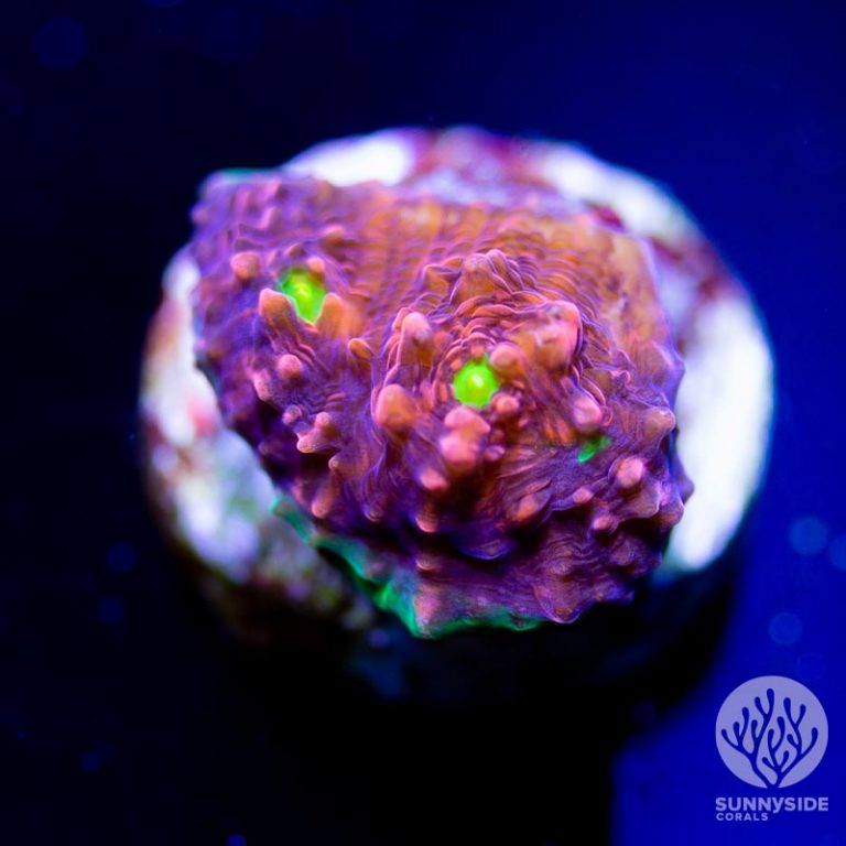 Chalice Coral - Sunnyside Corals - Chalice Coral Care