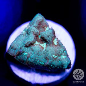 JF Lunar Lepto coral
