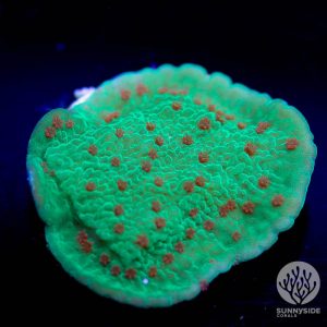 Red hot chili peppers Montipora