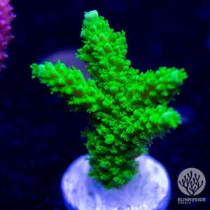 Bali Green Slimer - Cut To Order