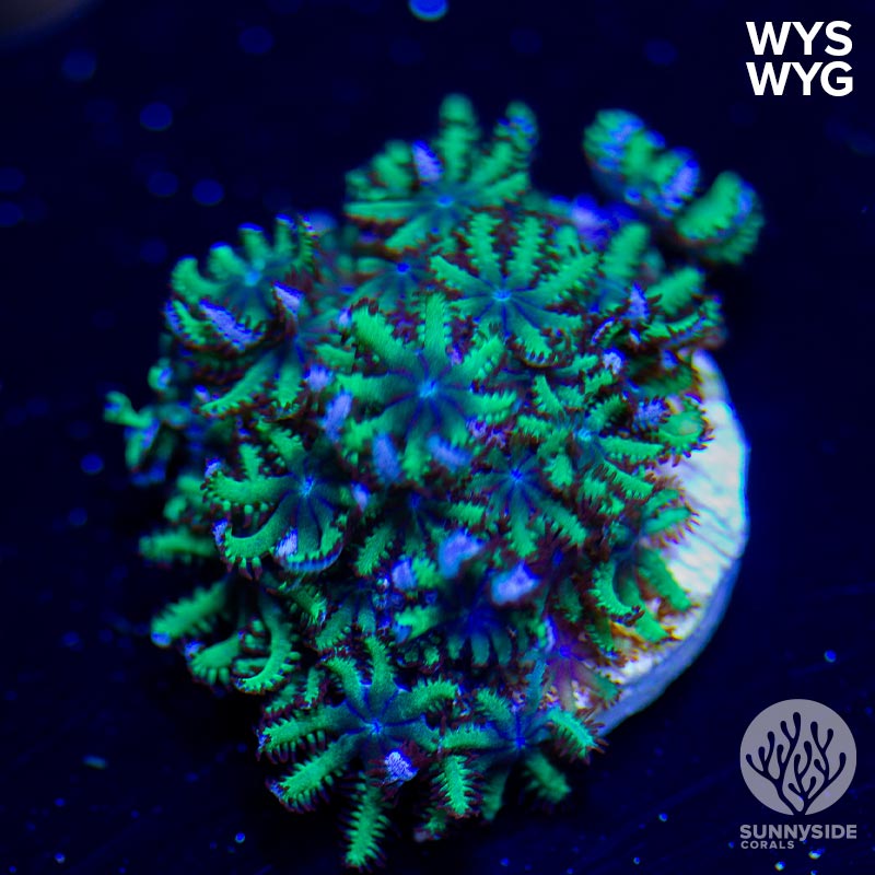 Blue-Sympodium – Sunnyside Corals