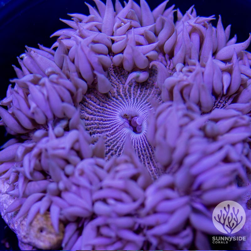 Soft Coral Sunnyside Corals Mushrooms Anemone Zoanthids