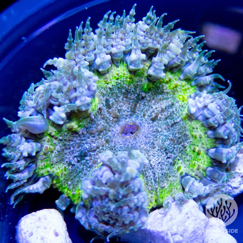 Soft Coral Sunnyside Corals Mushrooms Anemone Zoanthids