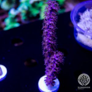 Purple Knobby Gorgonian