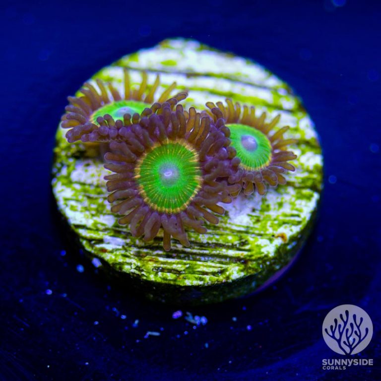 Rainbow Raptor Zoanthid