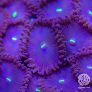 Red People Eater Zoanthid