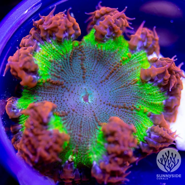 Sea Anemone For Sale - Sunnyside Corals - Softies Coral