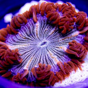 Ultra Zebra Rock Flower Anemone