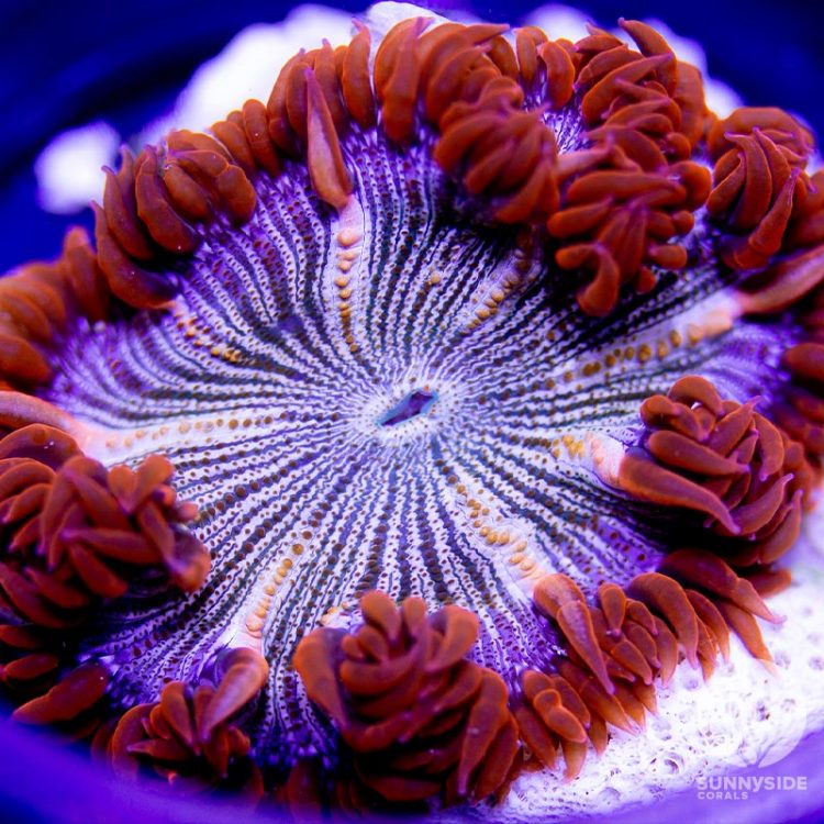 Anemone For Sale - Sunnyside Corals - Softies Coral