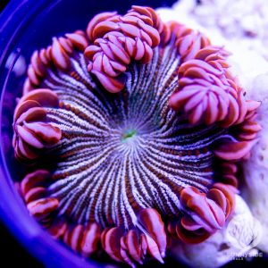 Ultra Zebra Rock Flower Anemone